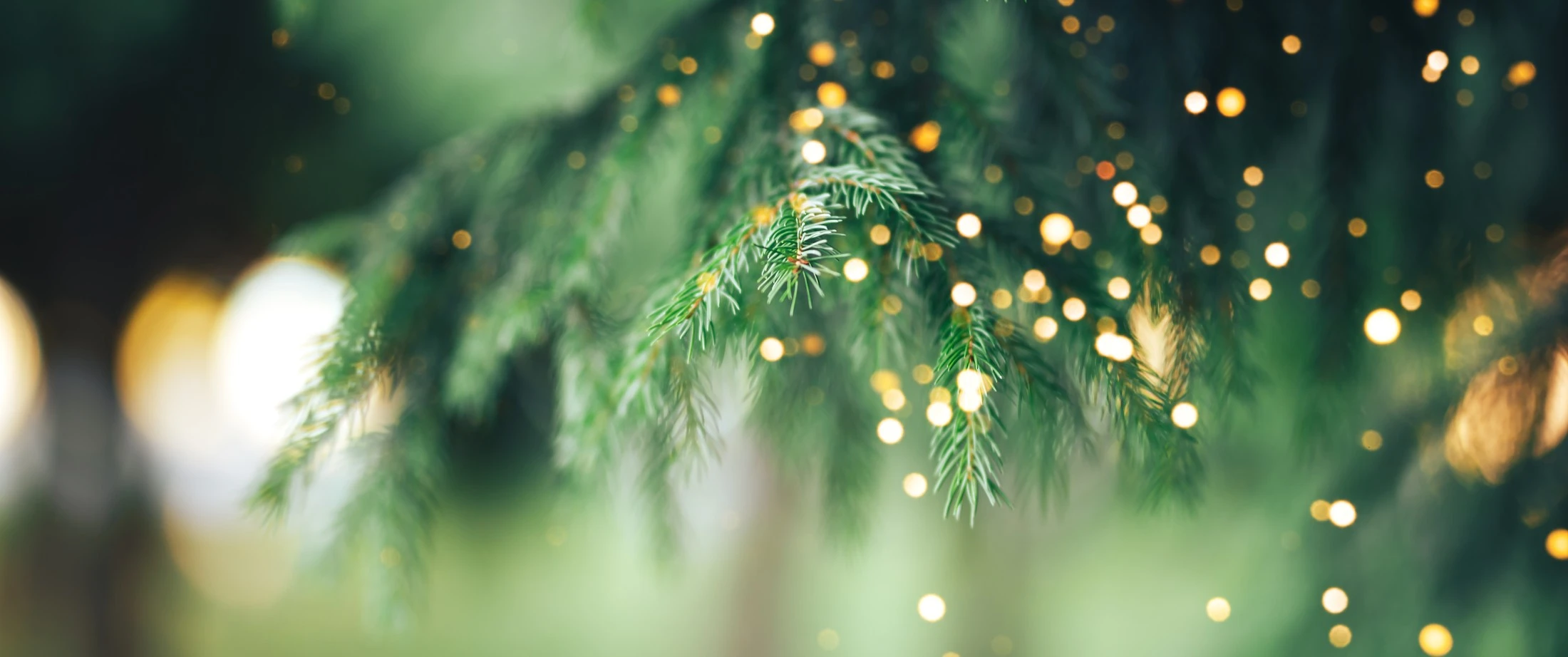 Christmas Tree Festival, St Patrick's Newry