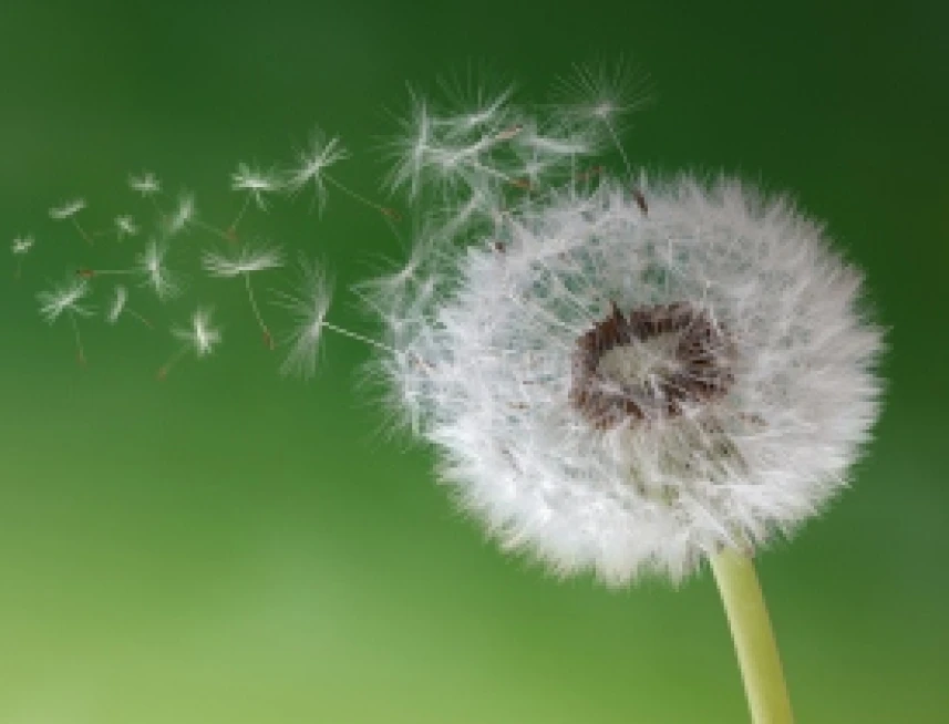 Wanted – Diocesan Evangelists