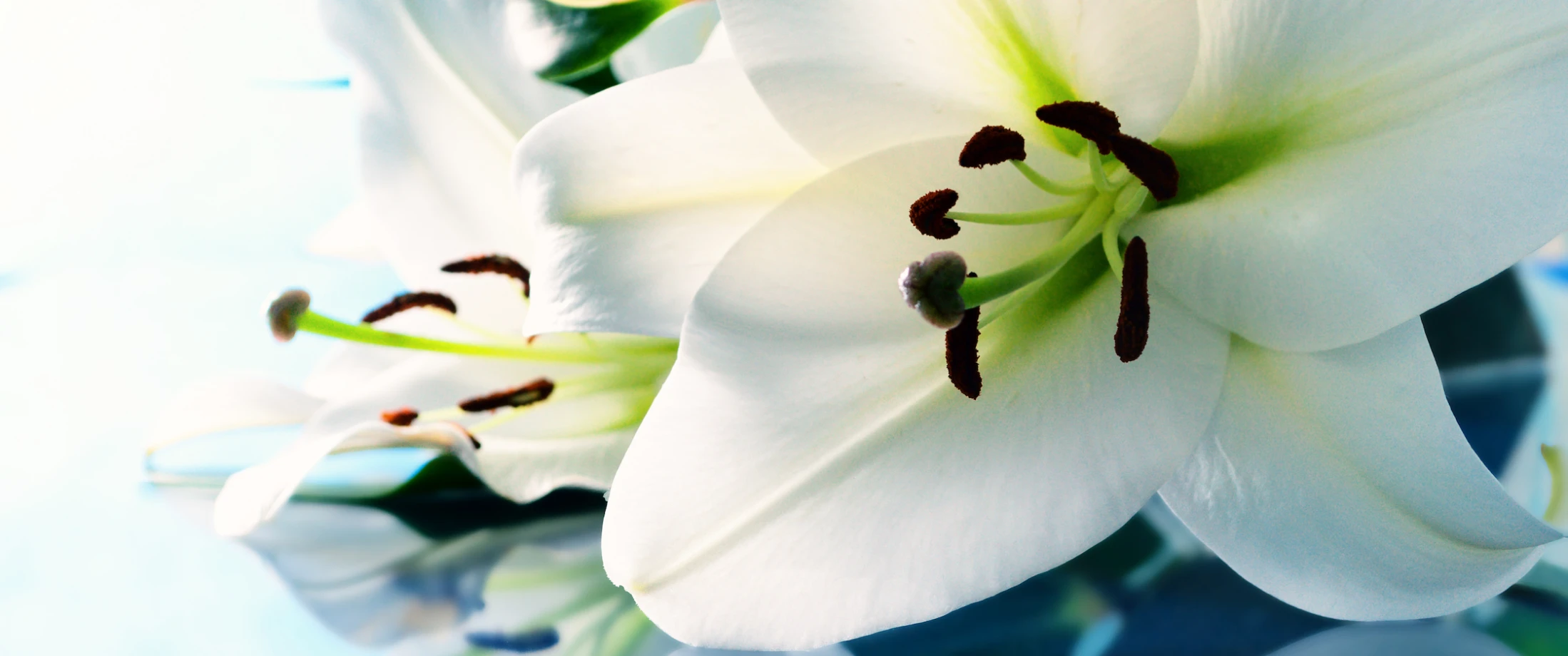A Tribute to Mary Coles