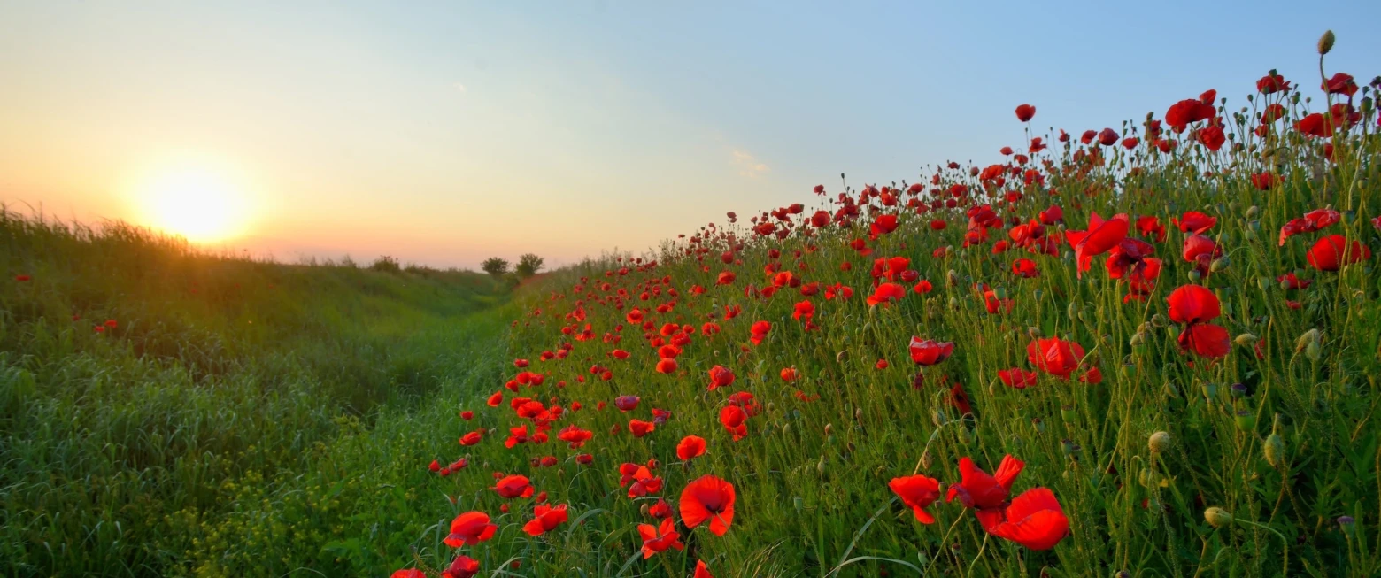 Lest we forget