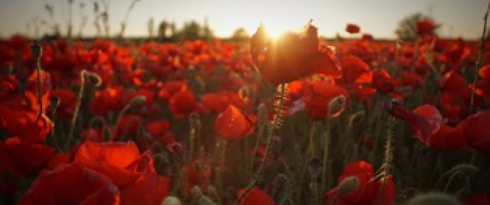 Resources for the local church: A service to mark the end of WW1
