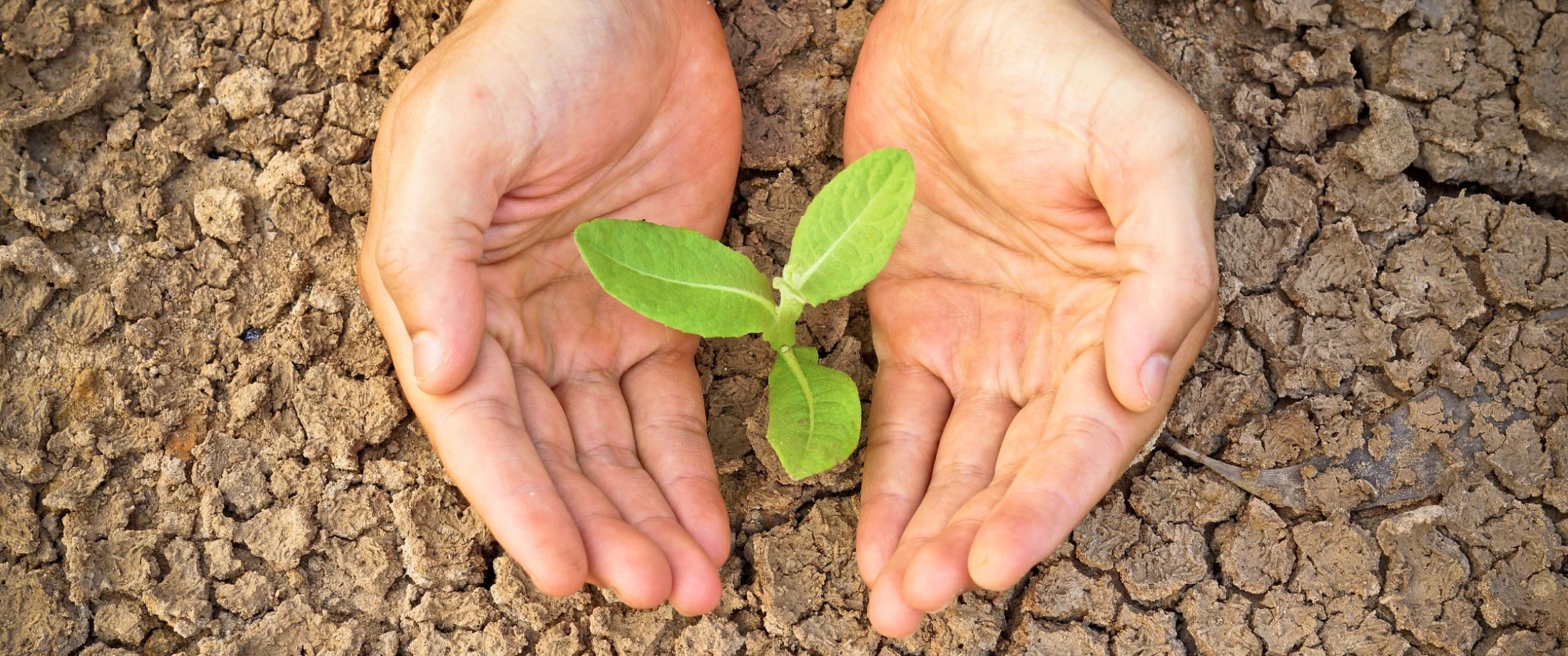 Bishops’ Appeal Harvest Newsletter