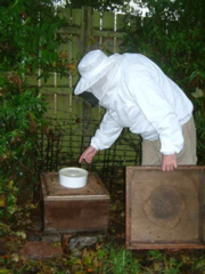 Aslan's Apiary