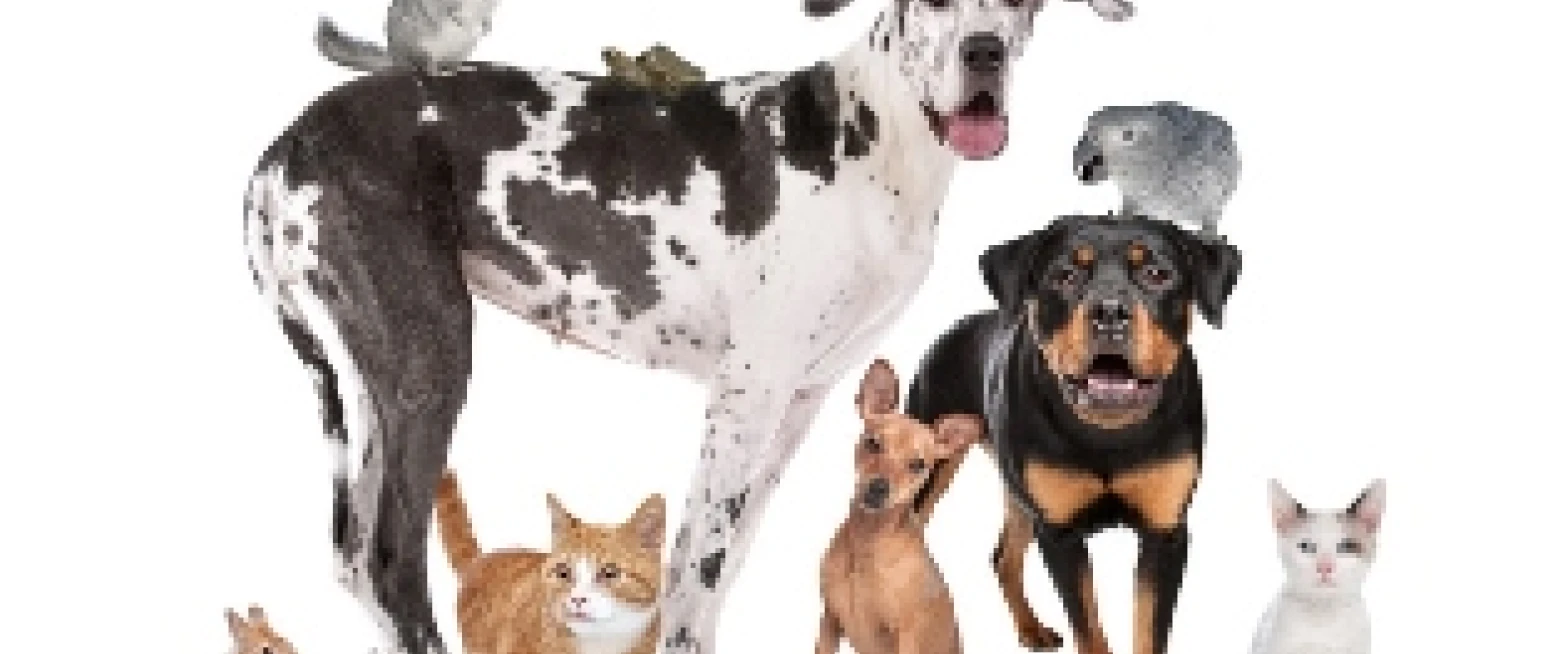 Pets Service at St Anne’s Cathedral – owners welcome too!