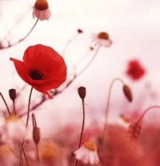 Somme Stories from Downpatrick