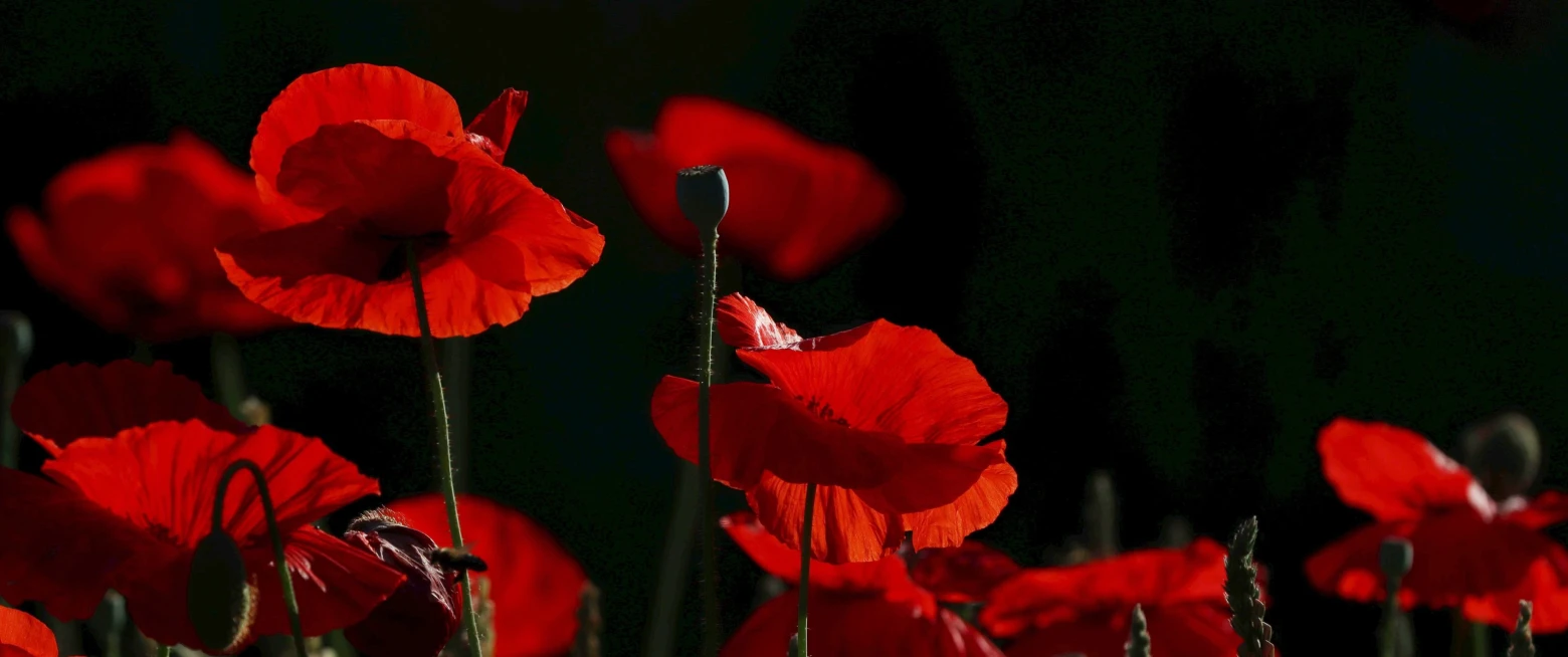 Broadcast - A Reflection on Remembrance