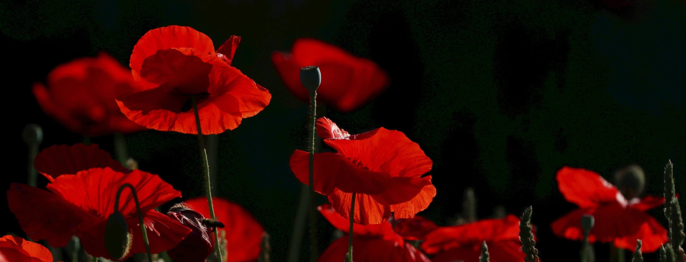 Broadcast - A Reflection on Remembrance